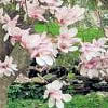 magnolia2th
